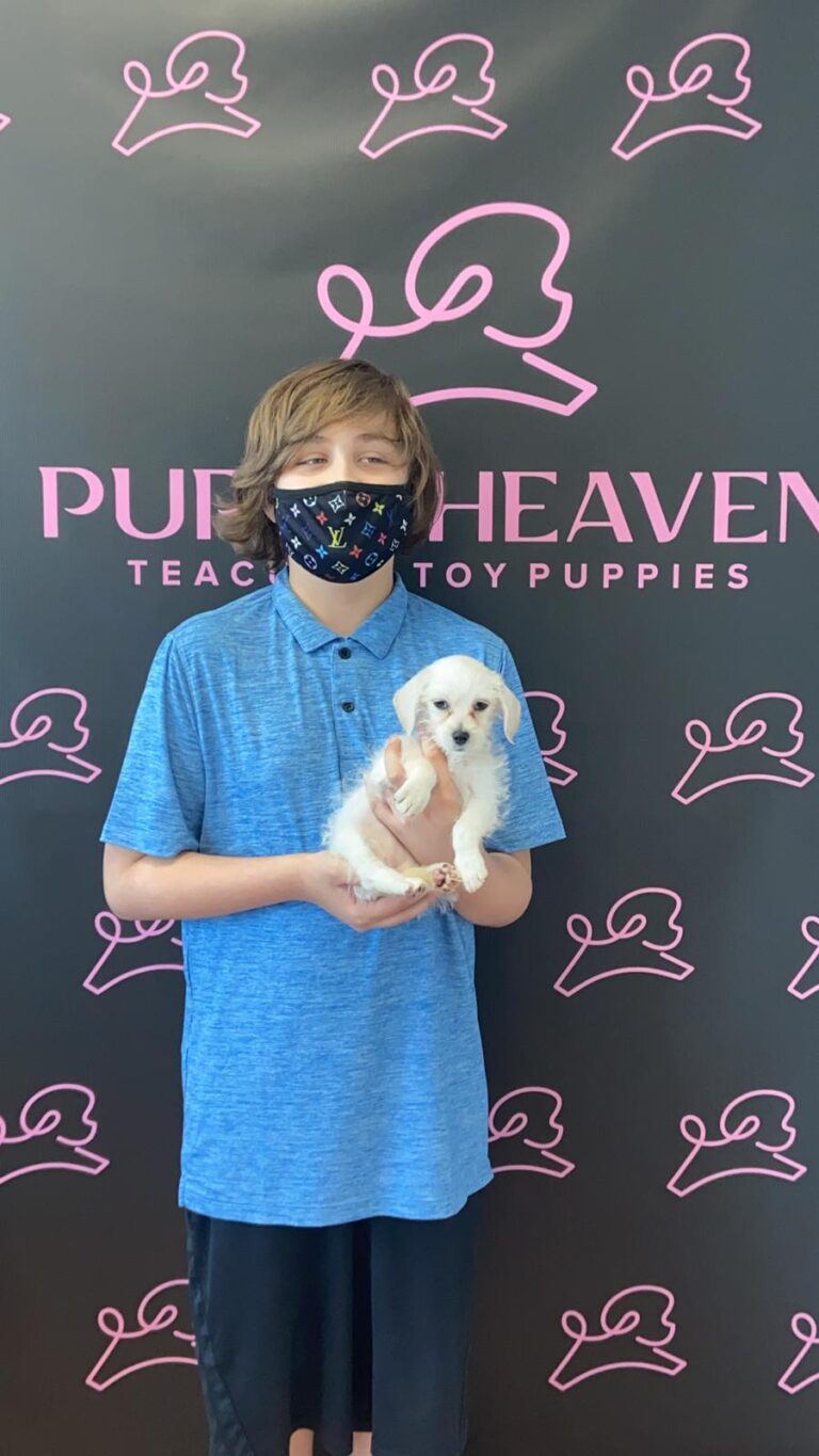 Puppy Heaven's Teacup & Toy puppies Family Album