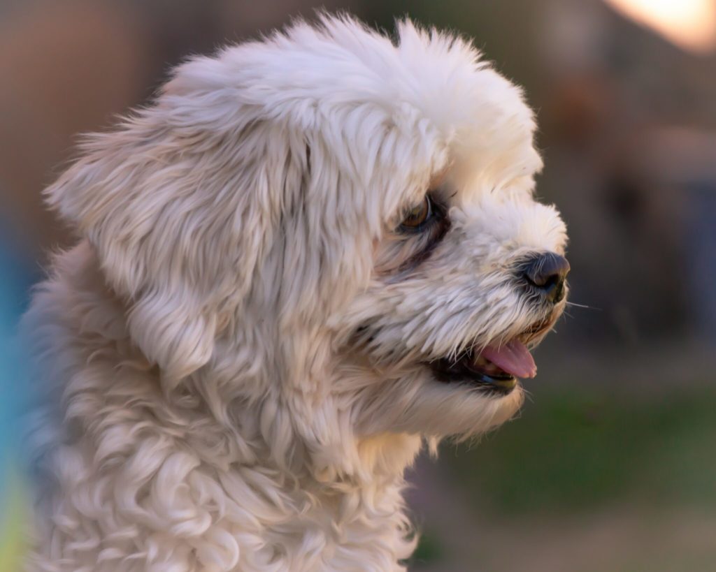 adult white Maltese