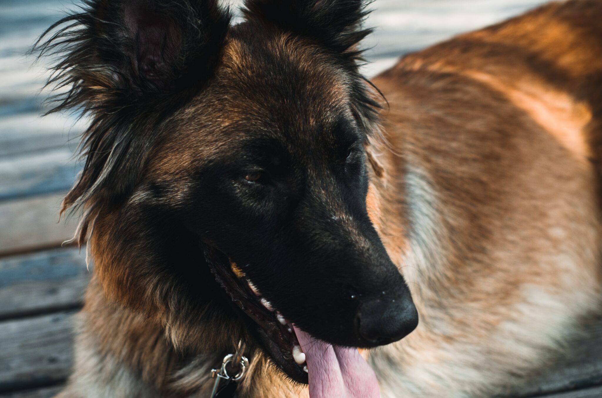 a dog licking its nose