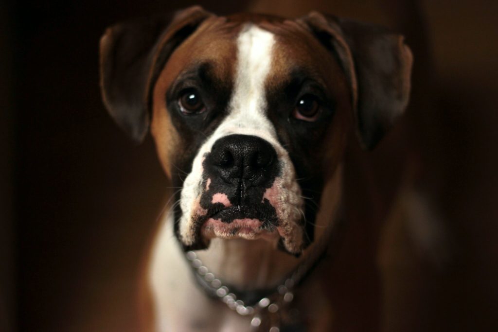 selective focus photo of brown and white puppy