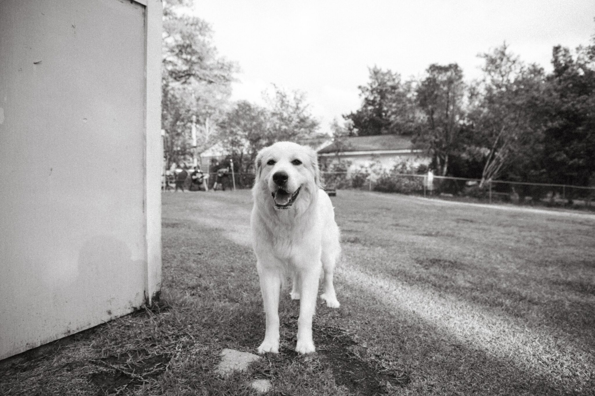 grayscale photo of golden retriever sitting on road