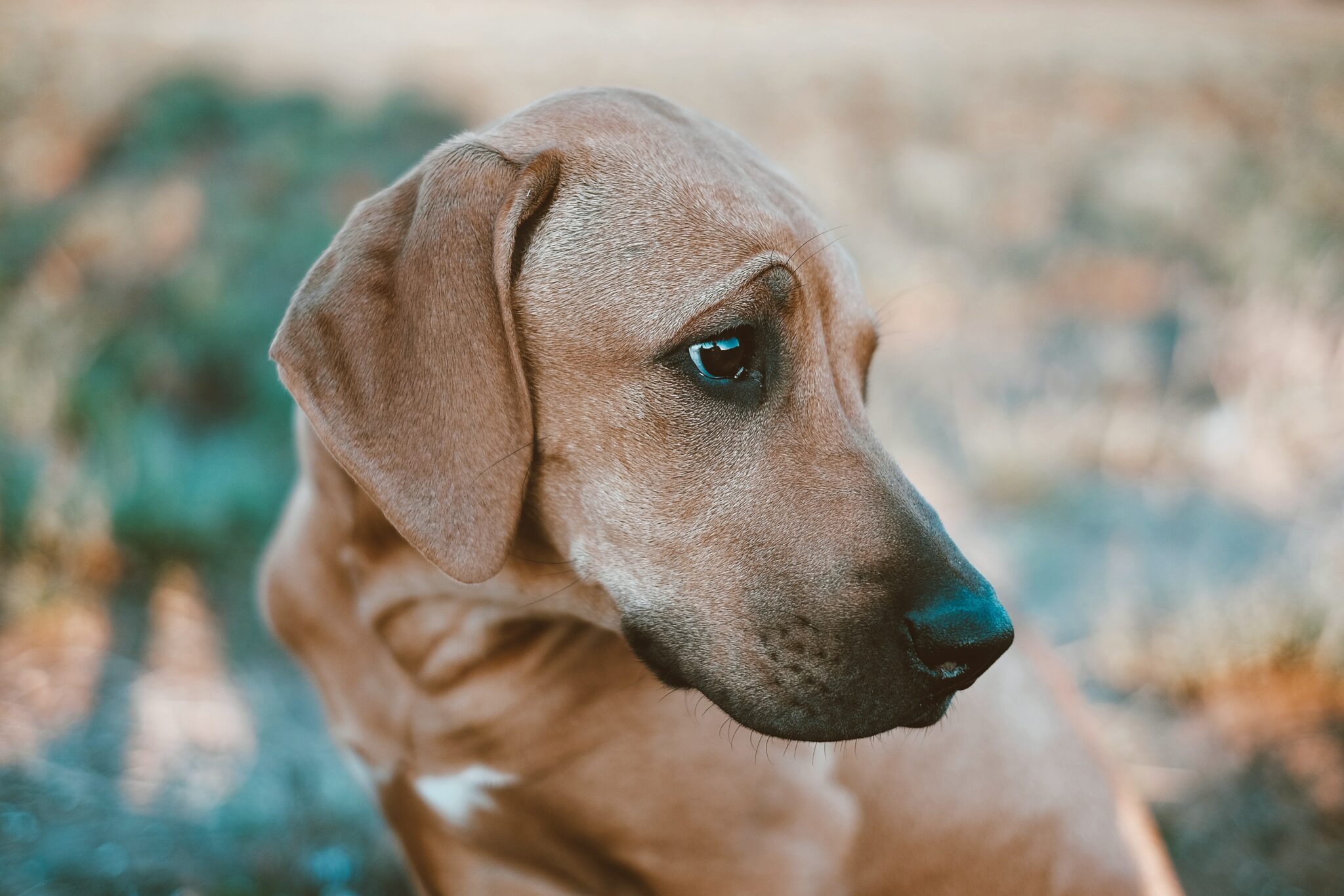 a close up of a dog looking at the camera