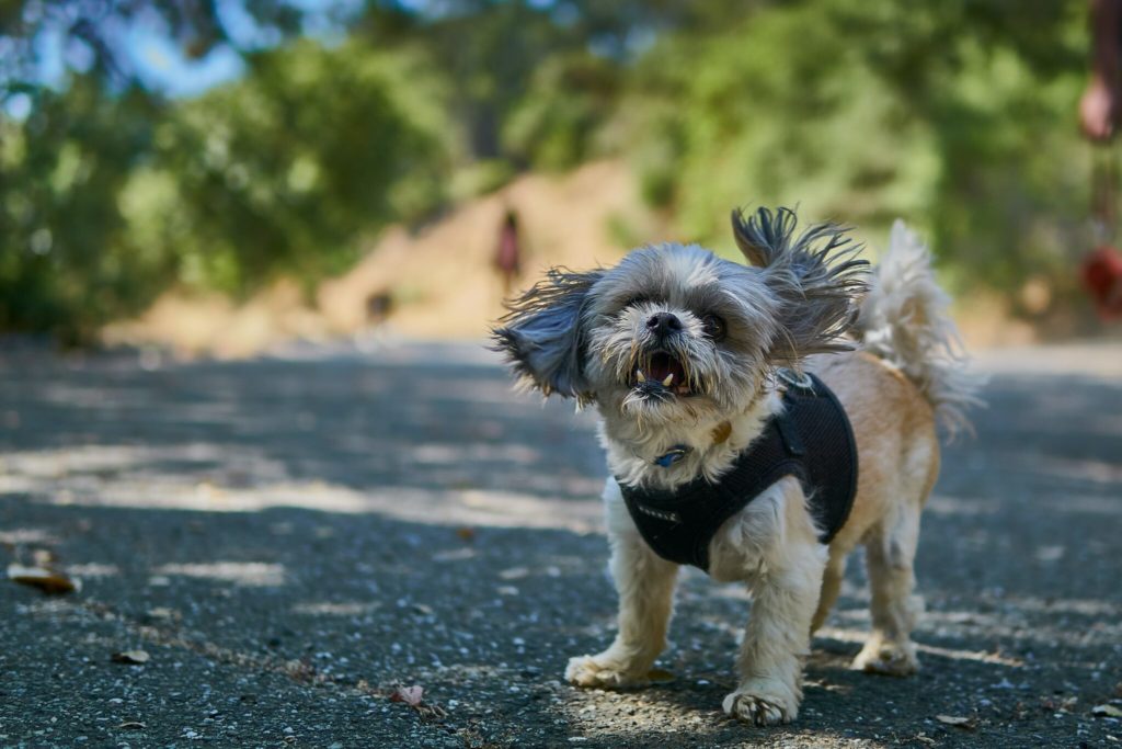 dog standing on road selective focus photography