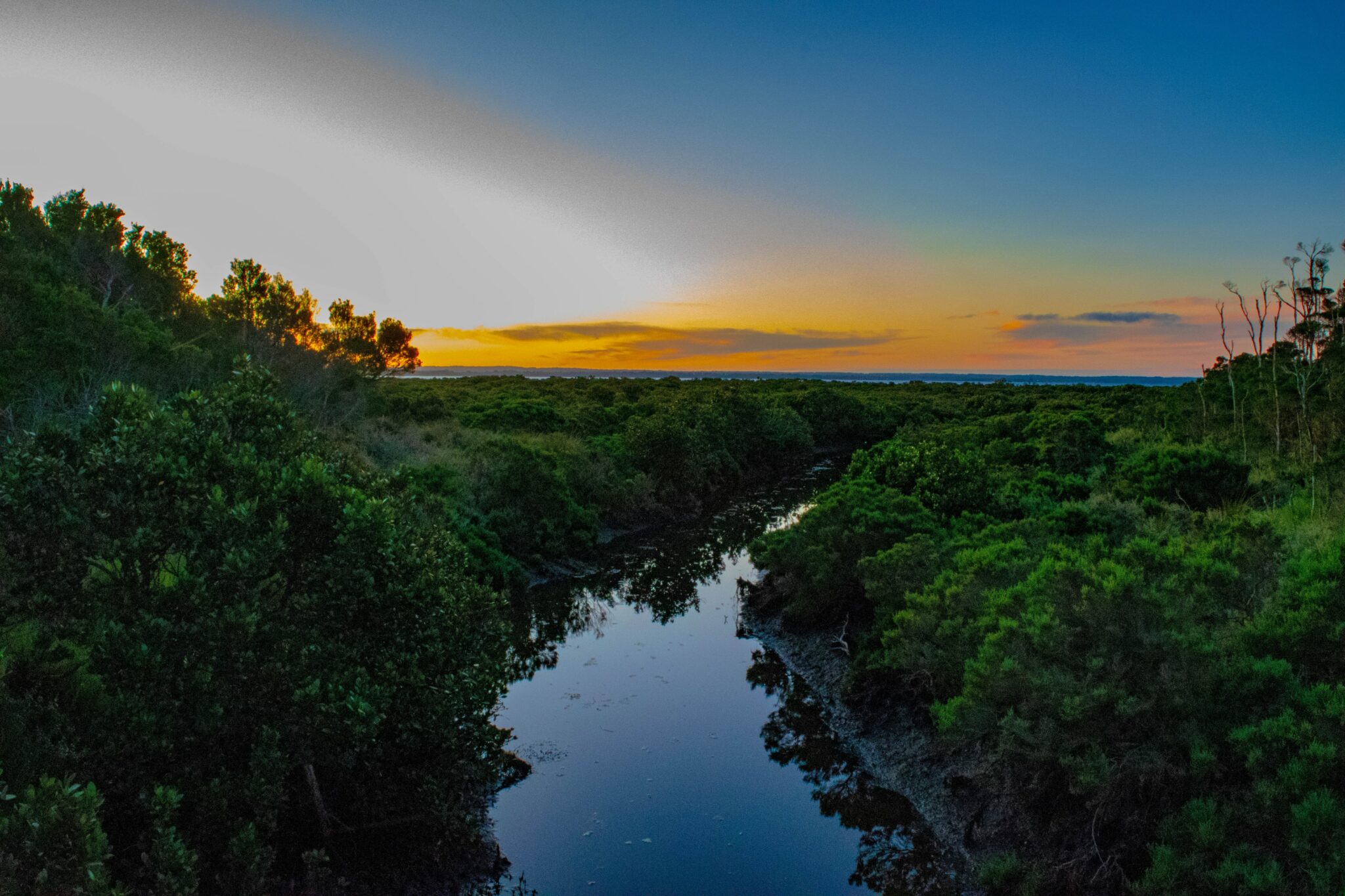 green trees beside river during daytime