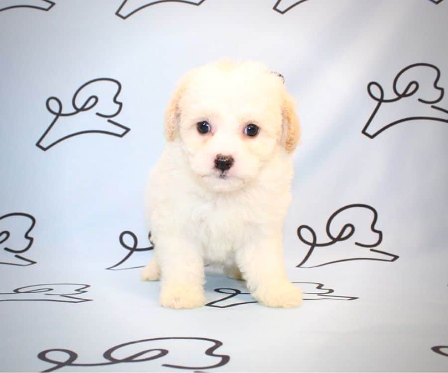 Franco Corelli maltipoo for sale near me.5