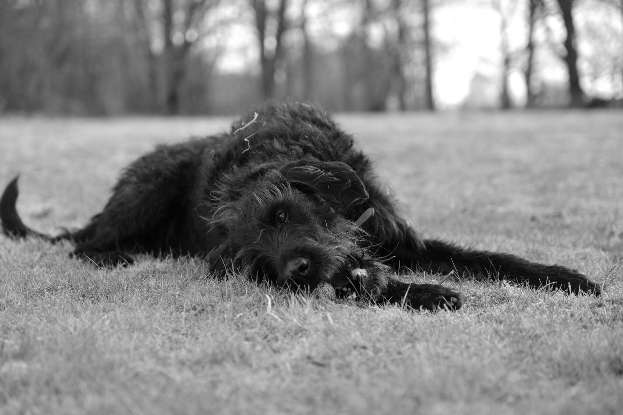 black long coat large dog lying on grass field during daytime