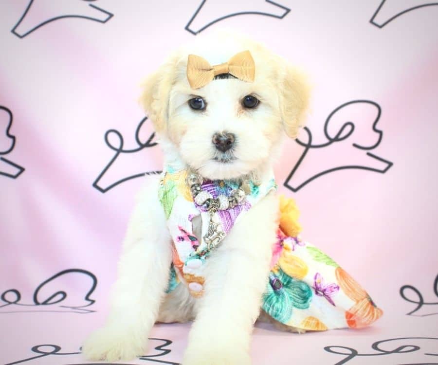 Jeanne Gordon Maltipoo breeders in Las Vegas.3