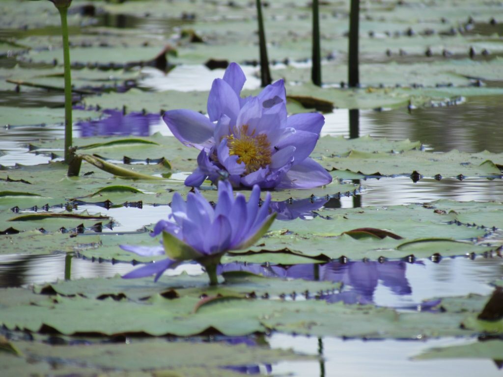 a purple flower is blooming in a pond