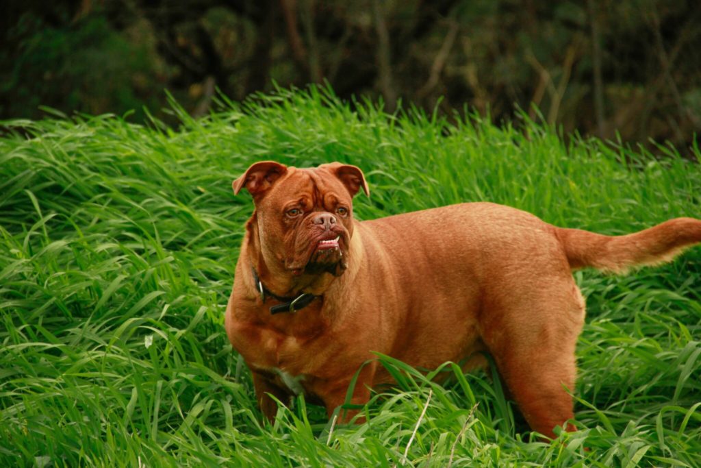 brown short coated dog on green grass field during daytime