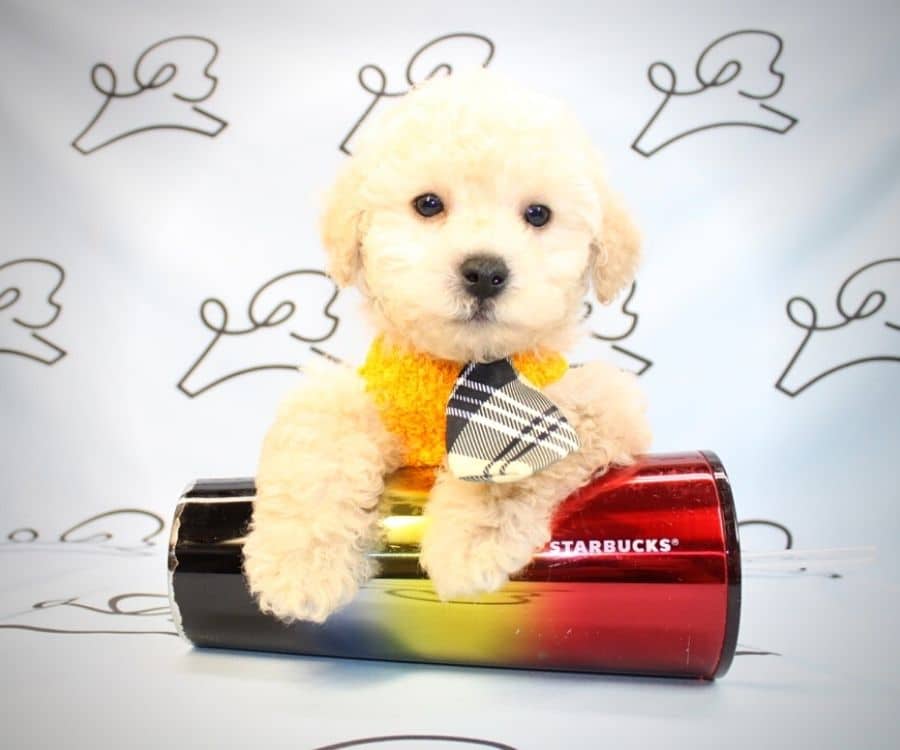 Picasso toy poodle puppy white