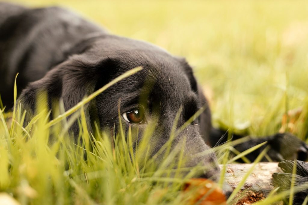 a close up of a dog laying in the grass