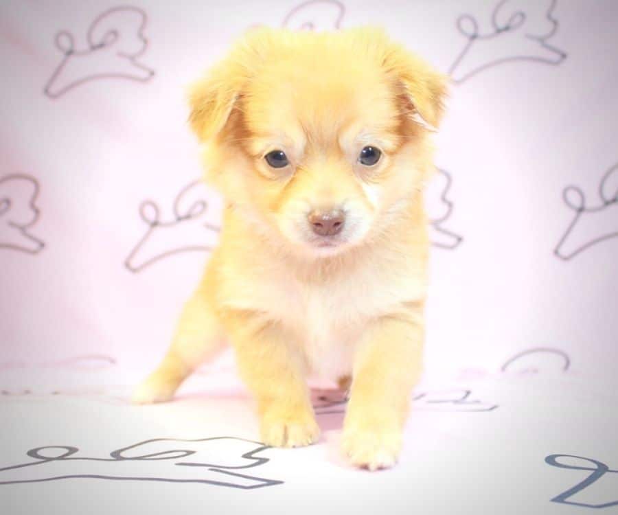 Summer pomtese puppies for sale in los angeles