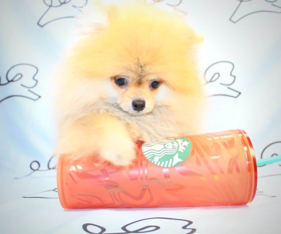 The Weekend pomeranian puppy in Las Vegas.4|yorkiepuppy blog