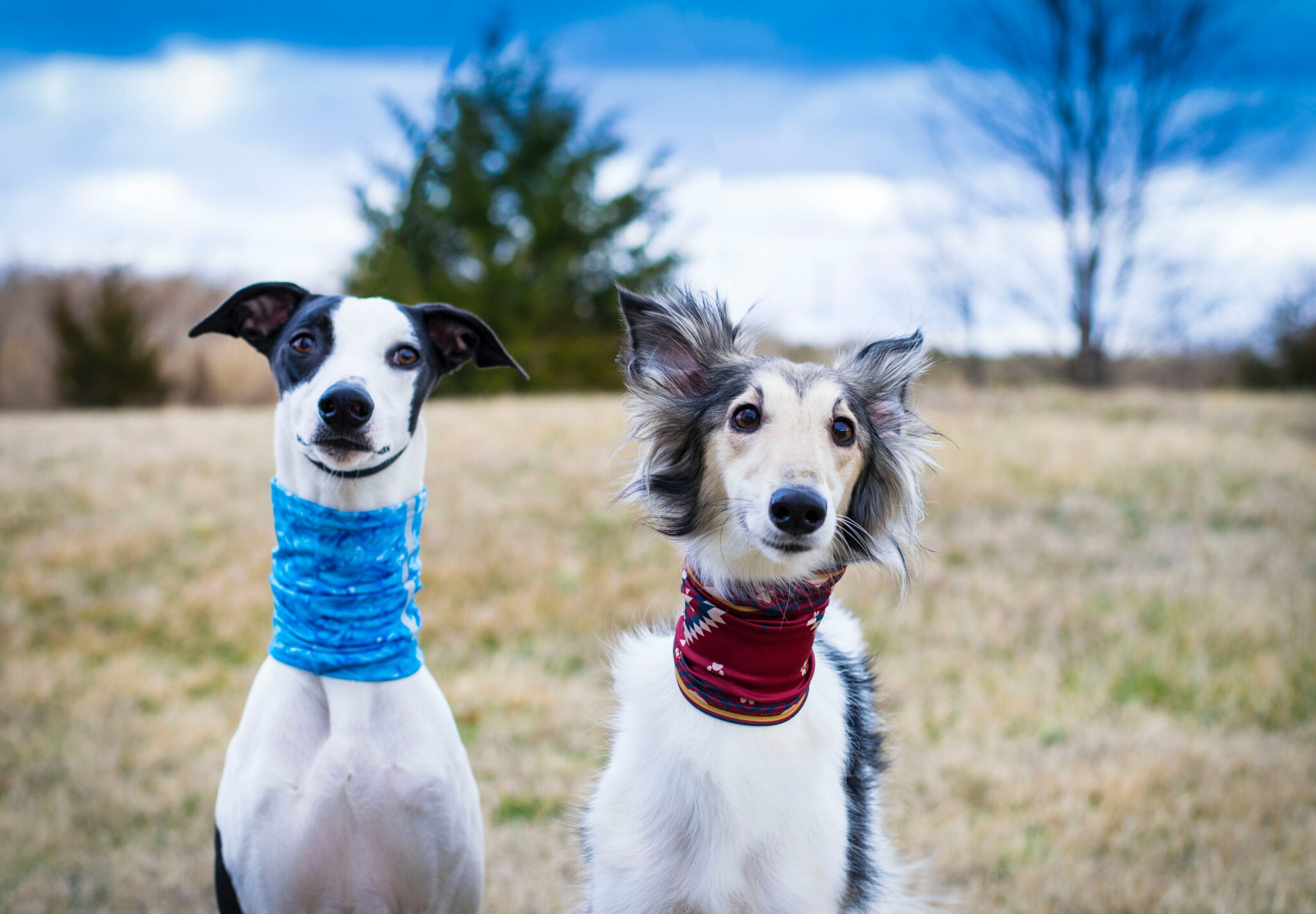 white and black short coated dog with blue collar