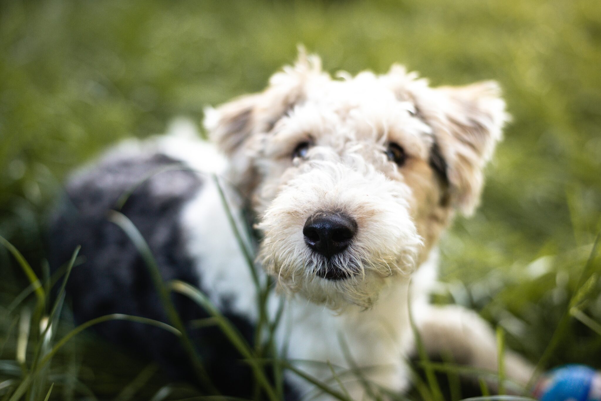 white and black short coated dog