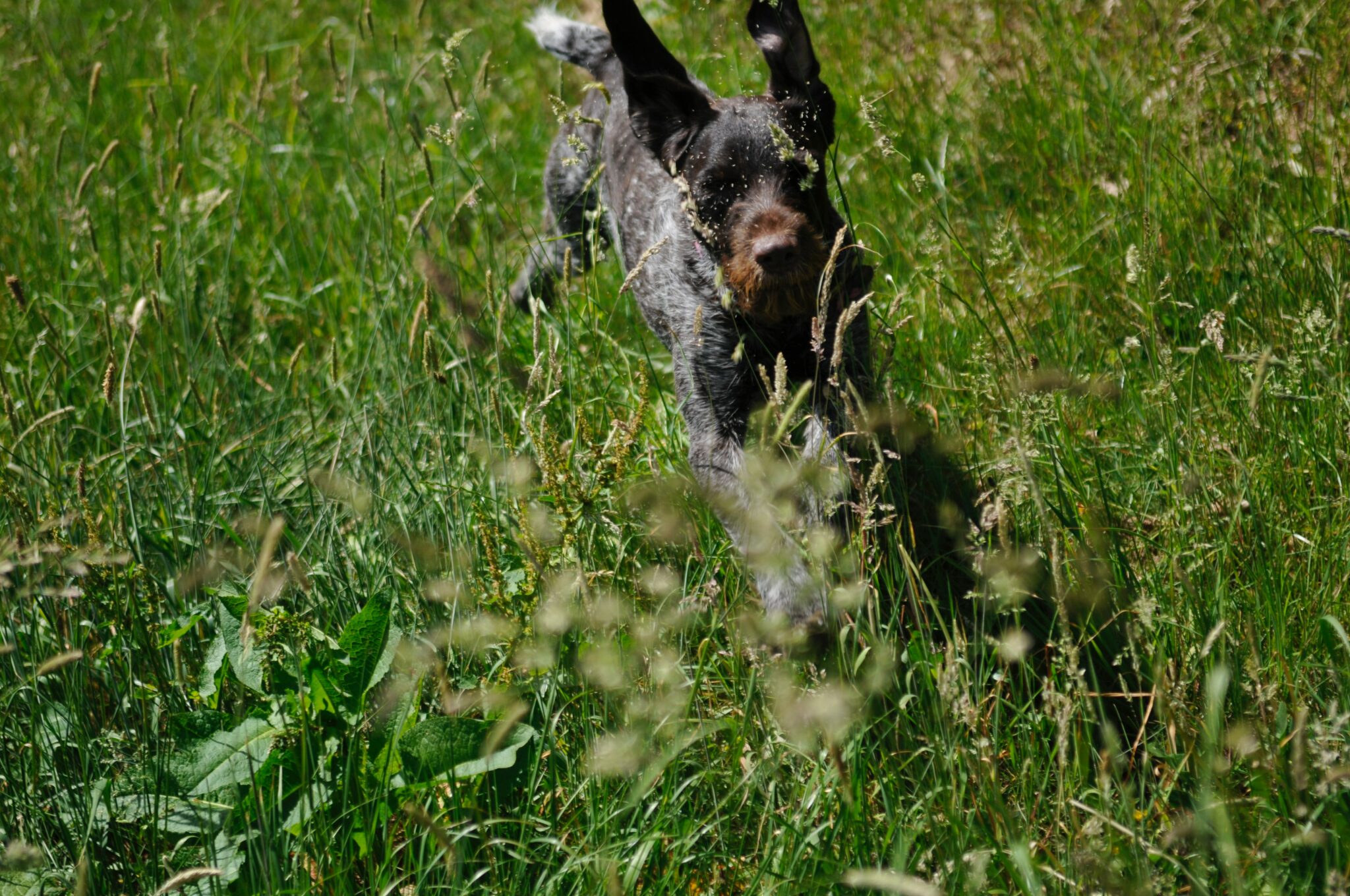 black and white short coated dog on green grass field during daytime