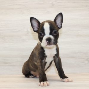 Boston Terrier