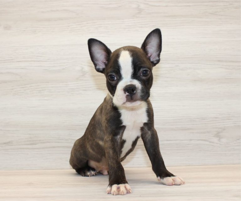 Cavalier King Charles