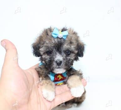 Yorkipoo