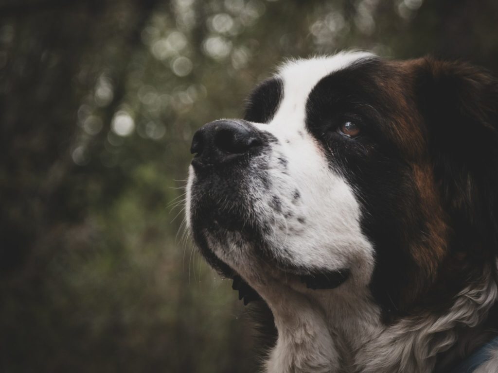 selective focus of Saint Bernard dog