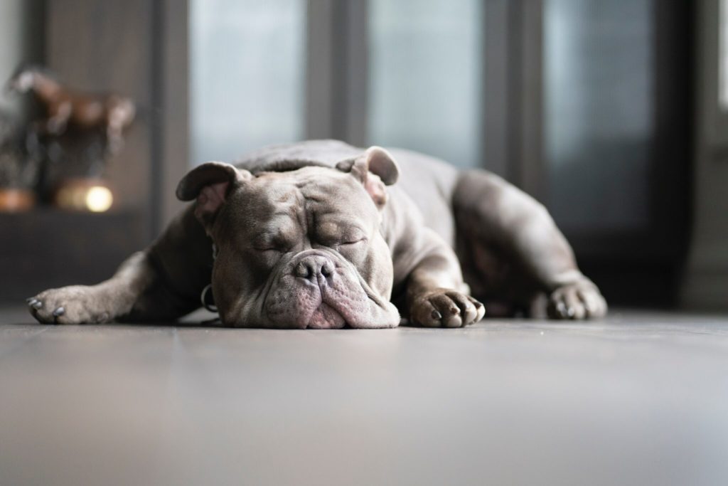 brown and white american pitbull puppy lying on floor