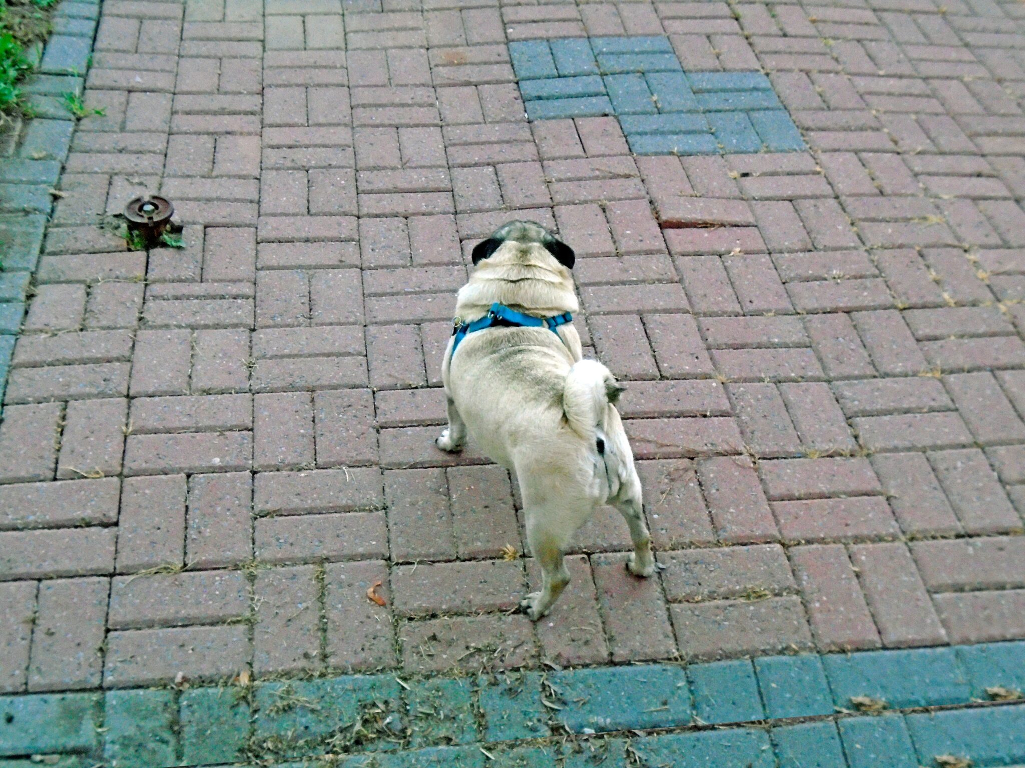 fawn pug on brown brick floor