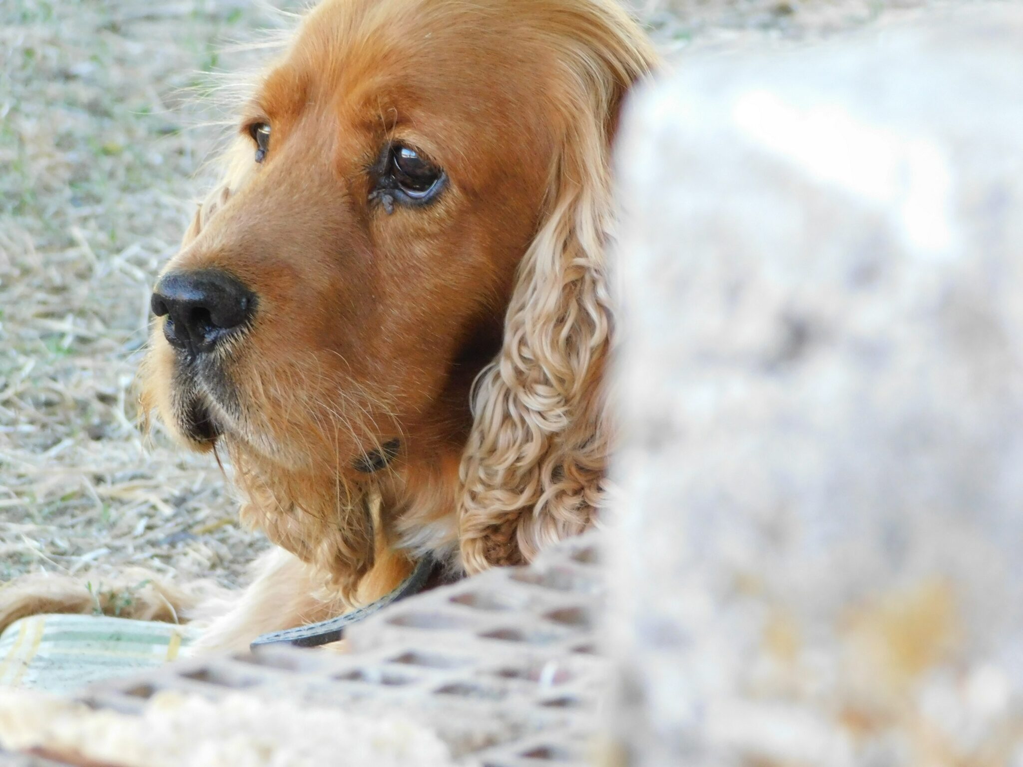 dog on grass during day