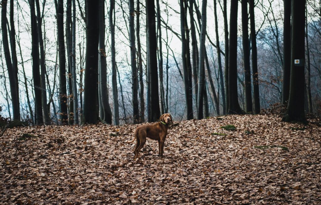 brown short coated dog on forest during daytime