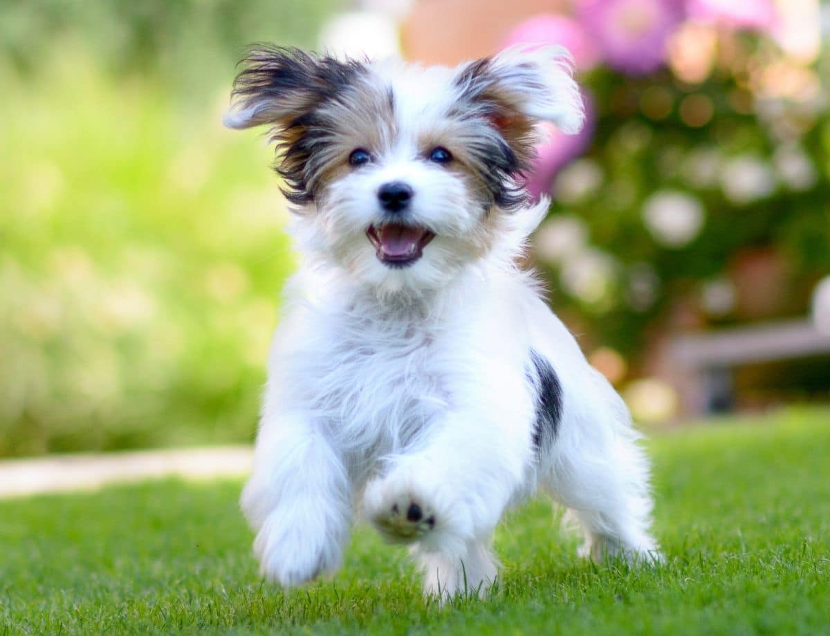 healthy habits article.0|healthy habits article.1|puppy diet healthy habit article|teeth healthy habits article