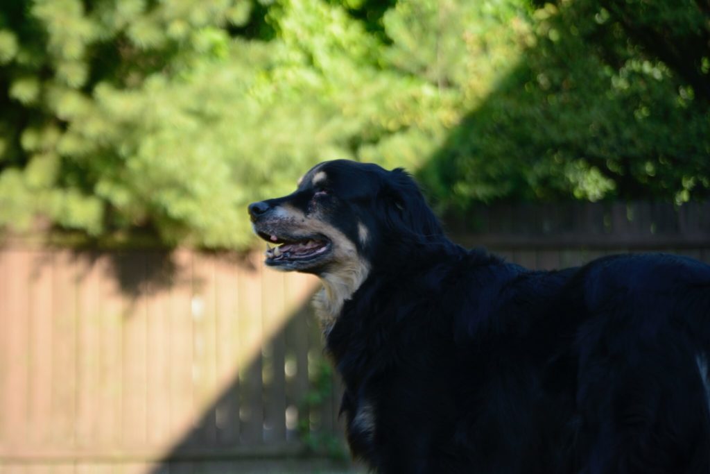 a black dog sitting on a wooden fence