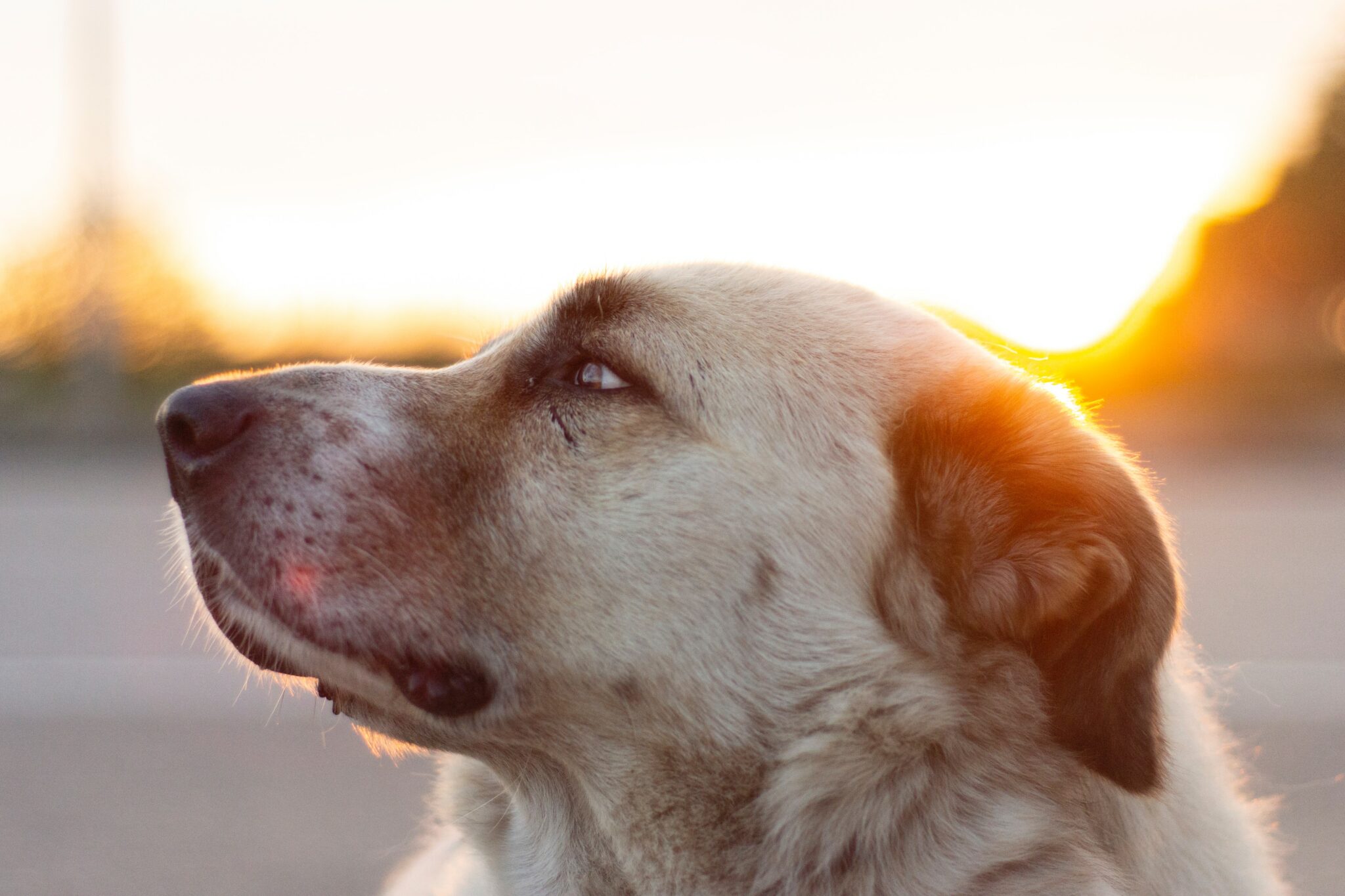 white and brown short coated dog