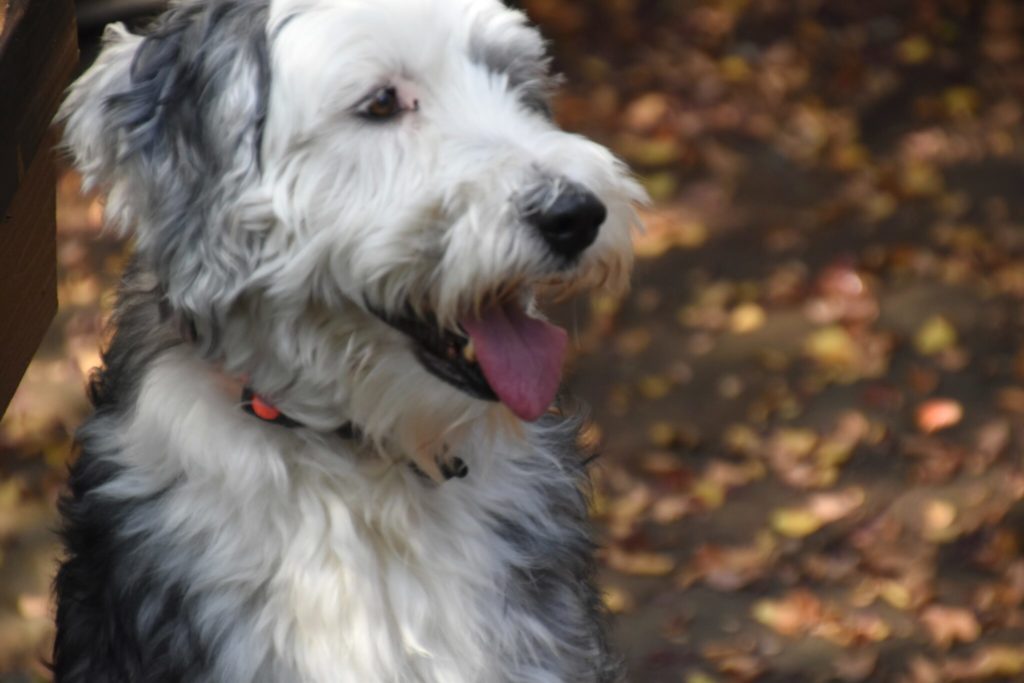 a dog with its tongue out