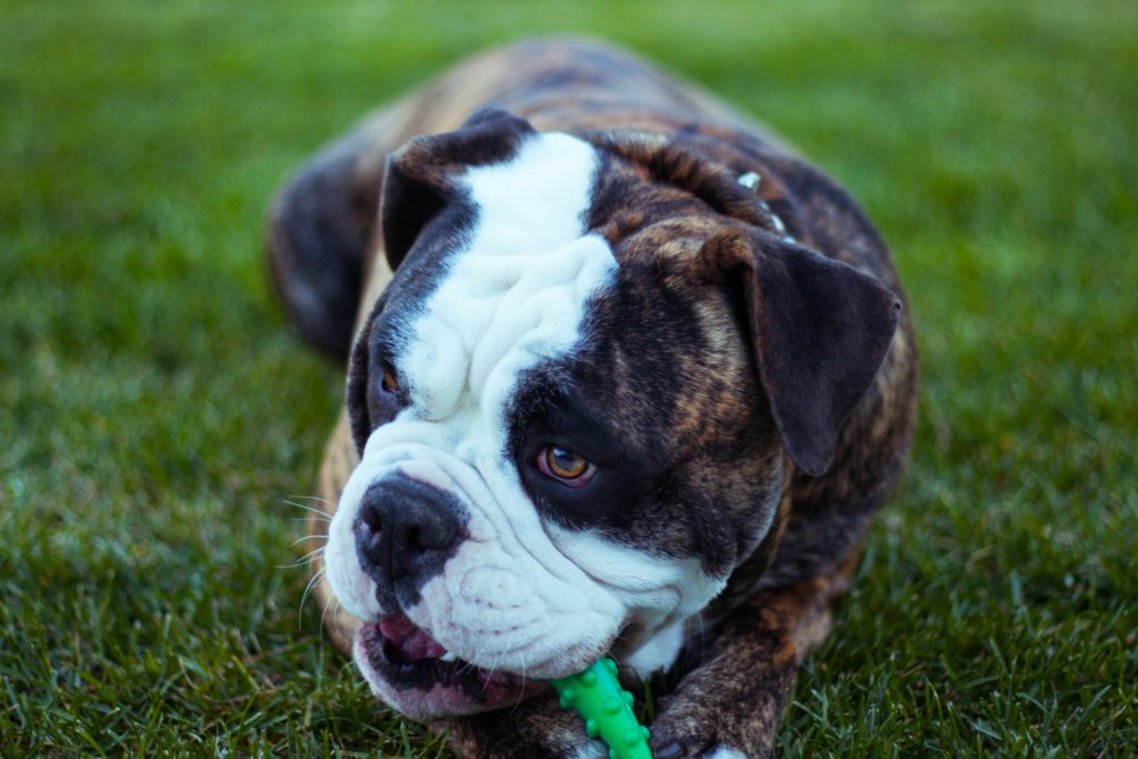 short-coated black and white dog