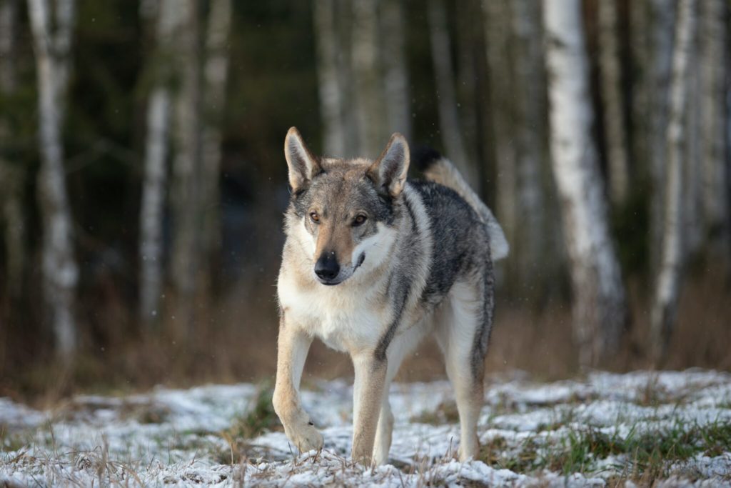 a wolf is walking through the snow in the woods