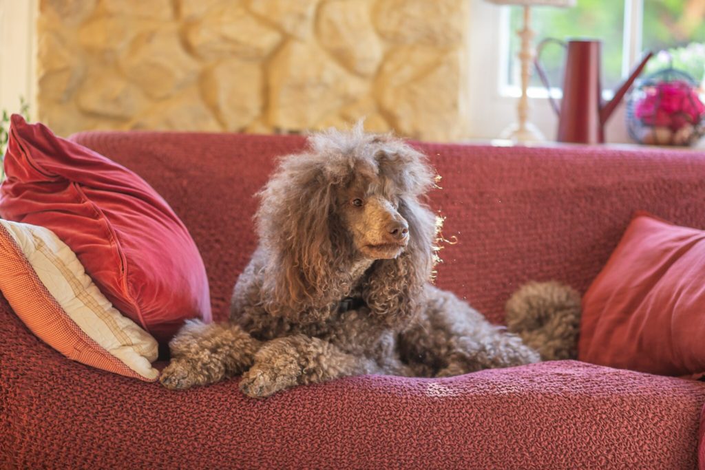 a dog sitting on a couch