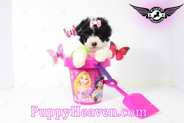 wendy   teacup maltipoo puppy in summerlin 18