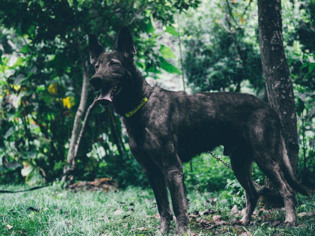 a dog standing in the grass