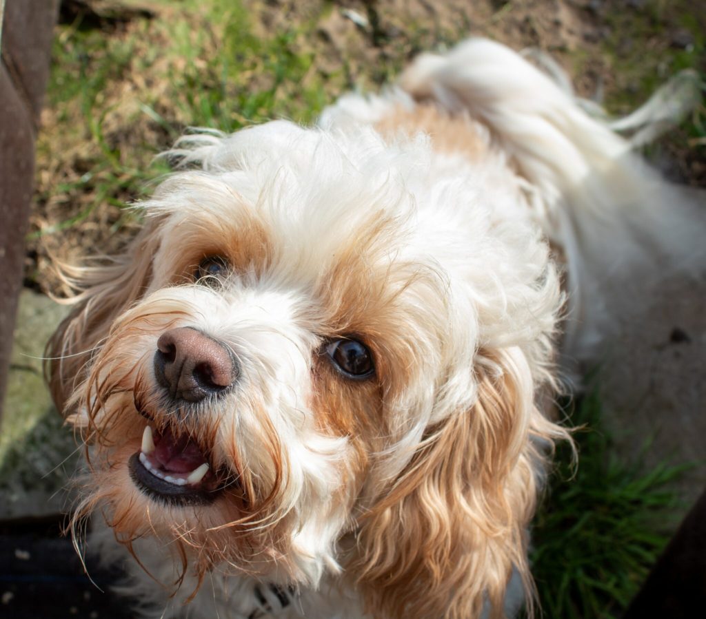 a dog standing outside