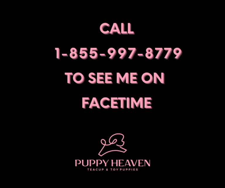 Call facetime 1 76