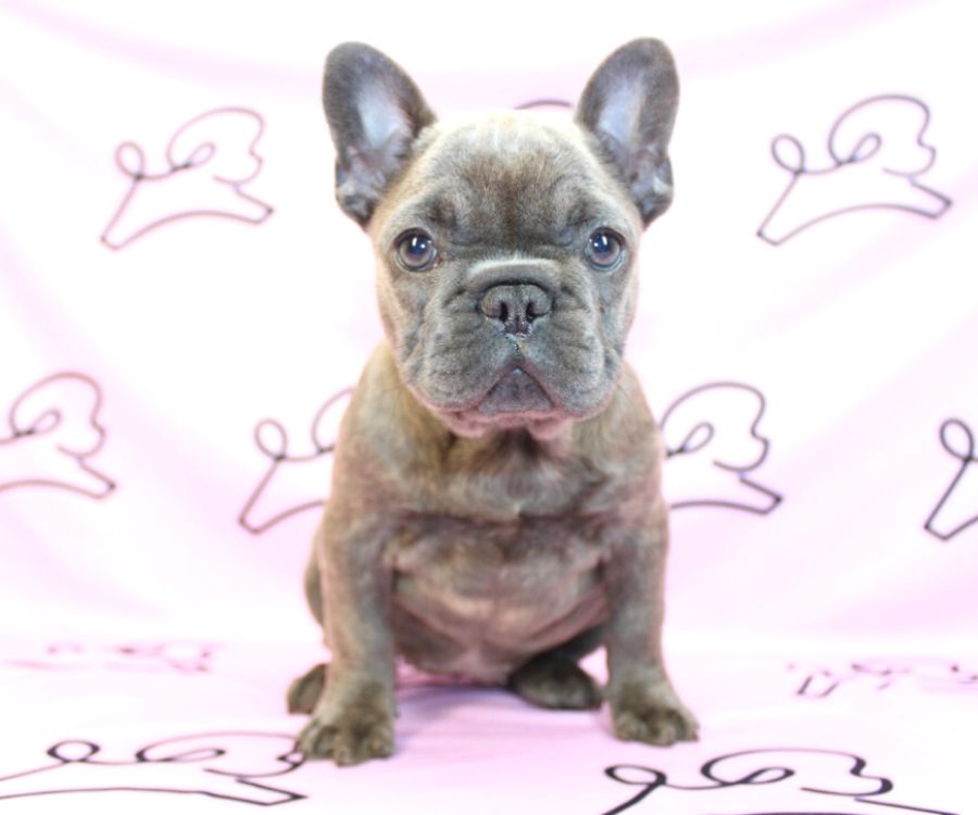 French Bulldog