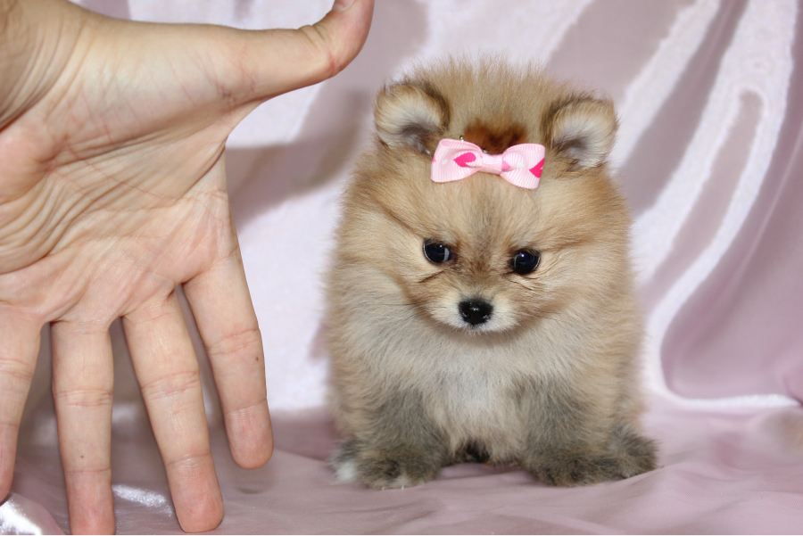 Pomeranian