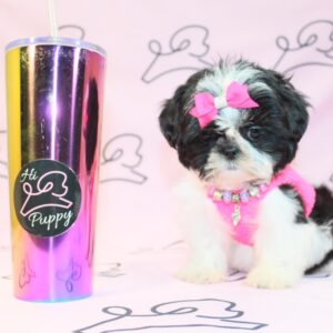 Shih Tzu