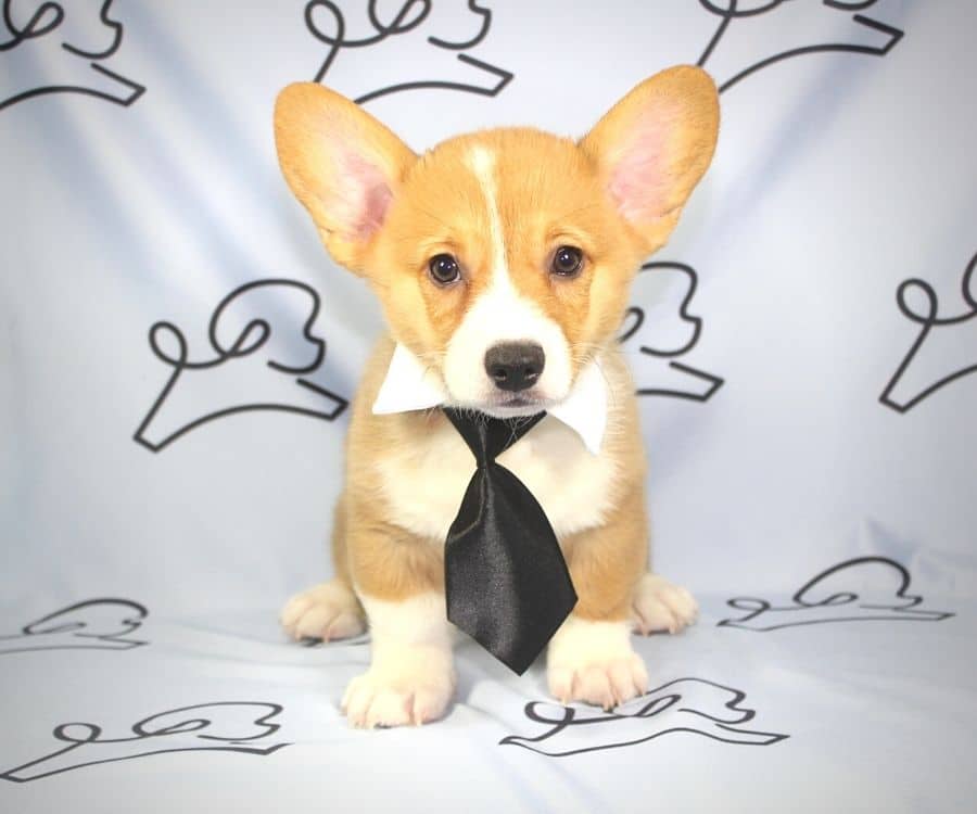 Corgi