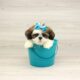 appa lhasa apso teacup mix puppies for sale