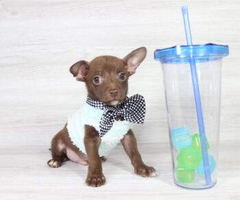 hersheys-Chihuahua-puppies-for-sale-1.jpg