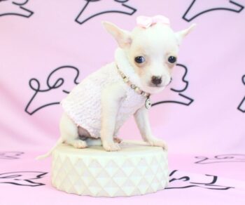 jelly-bean-Chihuahua-puppies-to-buy.jpg