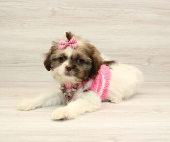 lilo-shih-tzu-for-sale-1.jpg