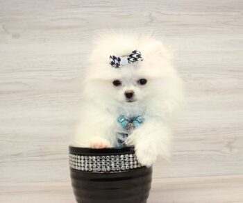 zach-king-cute-pomeranian-pup.jpg