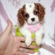 Cavalier min scaled 1