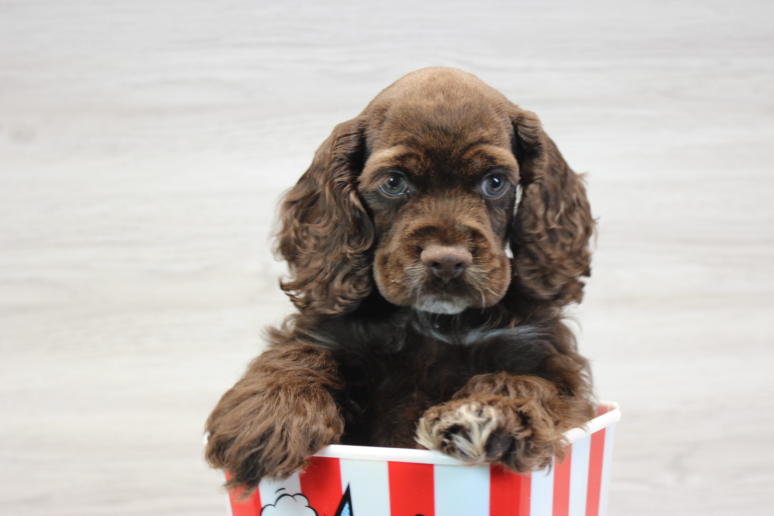 Cocker Spaniel